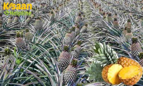 Pineapple (अनानास)